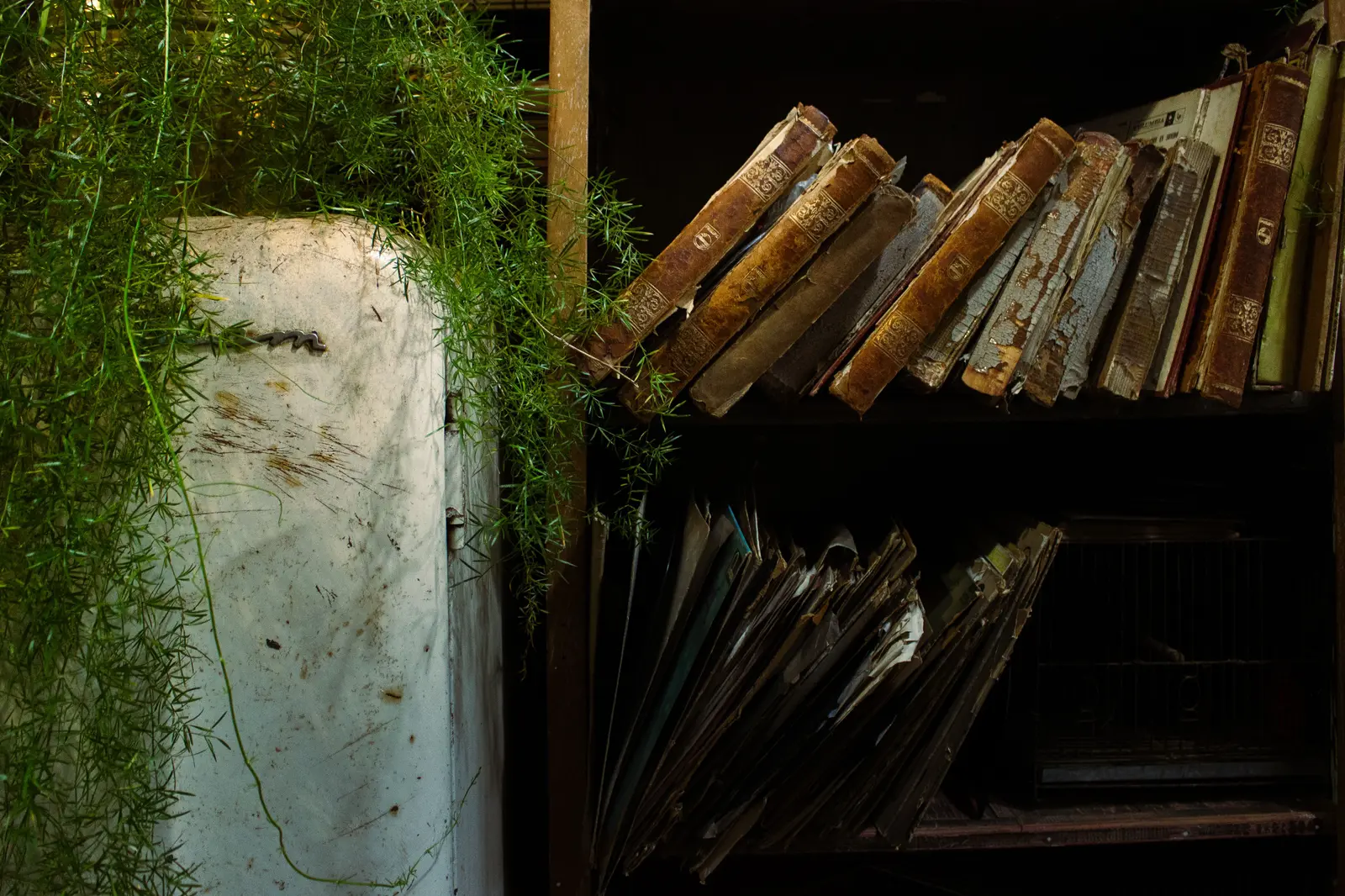 Old books on a shelf with lush greenery in Buenos Aires, creating a rustic and vintage atmosphere.